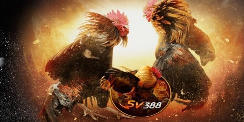 Đá Gà SV388 - Trải Nghiệm Cực Hot Tại Nhà Cái Hàng Đầu