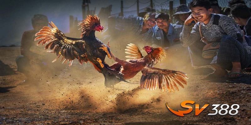 Đá Gà SV388 - Trải Nghiệm Cực Hot Tại Nhà Cái Hàng Đầu
